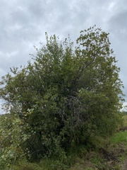 Salix bebbiana