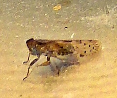 Cixiinae