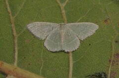 Phaiogramma etruscaria