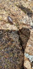 Armadillidium vulgare