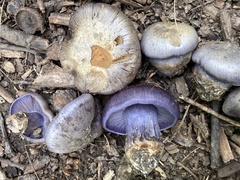 Phlegmacium velicopium