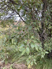 Salix bebbiana