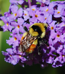 Bombus huntii