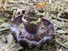 Phlegmacium velicopium