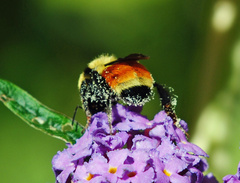 Bombus huntii