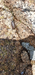 Armadillidium vulgare