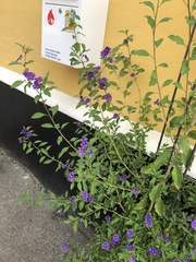 Lycianthes rantonnetii