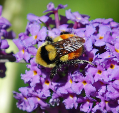 Bombus huntii