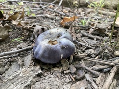 Phlegmacium velicopium