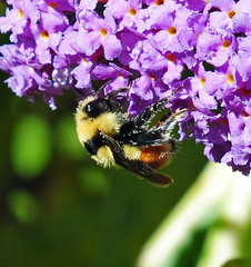 Bombus huntii