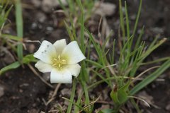 Calochortus exilis