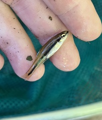 Notropis bifrenatus