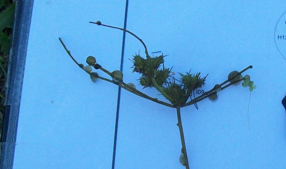 Tolypella