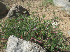 Chorizanthe