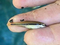 Notropis bifrenatus