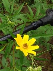 Bidens polylepis
