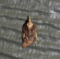 Platynota exasperatana