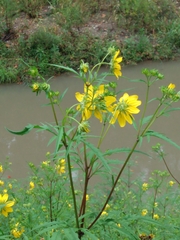 Bidens polylepis