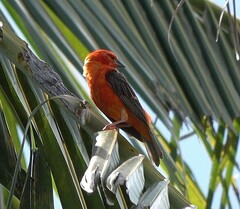 Foudia madagascariensis