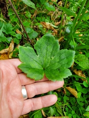 Ranunculus recurvatus