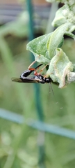 Pimpla rufipes