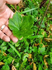 Ranunculus recurvatus