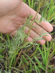 Lithospermum incisum