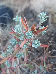 Euphorbia nicaeensis