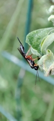 Pimpla rufipes
