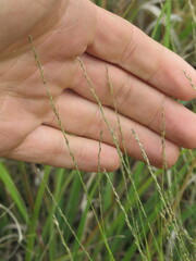 Muhlenbergia cuspidata