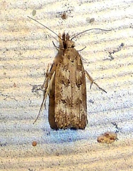 Dichomeris inversella