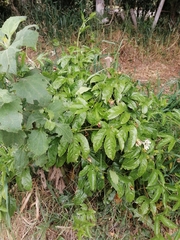 Passiflora edulis edulis