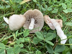 Marasmius nigrodiscus