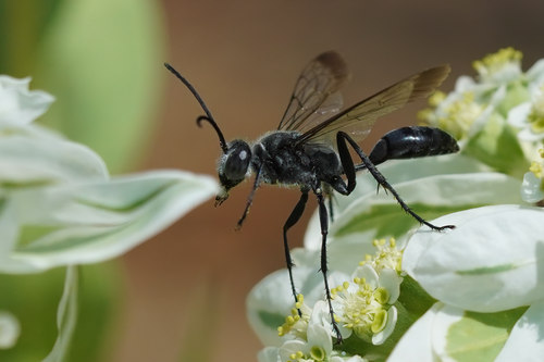 Sphex pruinosus