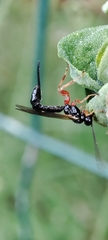 Pimpla rufipes