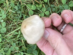 Marasmius nigrodiscus