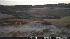 Vulpes vulpes silacea