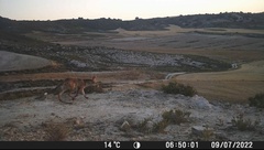 Vulpes vulpes silacea