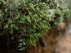 Tetraphis pellucida