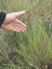 Muhlenbergia cuspidata