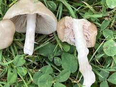 Marasmius nigrodiscus
