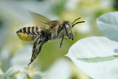 Megachile rotundata