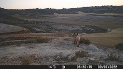 Vulpes vulpes silacea