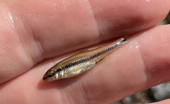 Notropis bifrenatus
