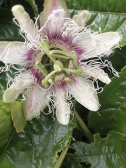 Passiflora edulis edulis