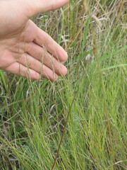 Muhlenbergia cuspidata