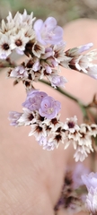 Limonium narbonense
