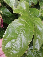 Passiflora edulis edulis