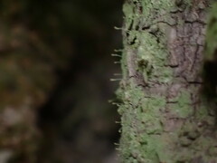 Chaenotheca furfuracea