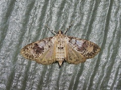 Palpita